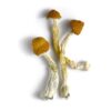 Buy Hanoi Mushrooms at medicine cabinate