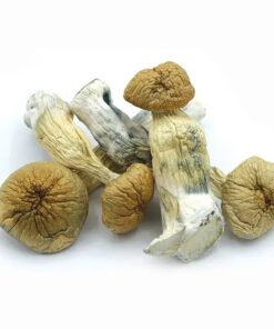 South African Transkei Mushrooms