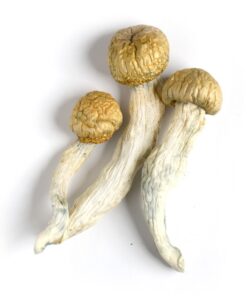 Albino Penis Envy (APE) mushroom - Penis Envy Mushrooms