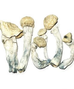 Albino Penis Envy Mushroom (APE Cubensis)