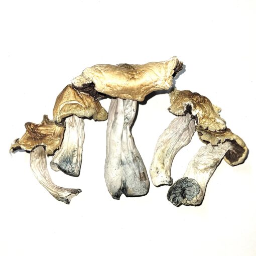 Buy Koh Samui Mushrooms Online - magic mushrooms Fast Shipping Guaranteed