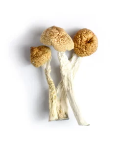 Buy Orissa India Mushrooms Online