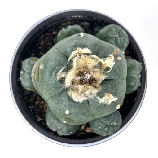 Peyote Cactus Available for Purchase Online - Exotic and Rare Psychedelic Plant